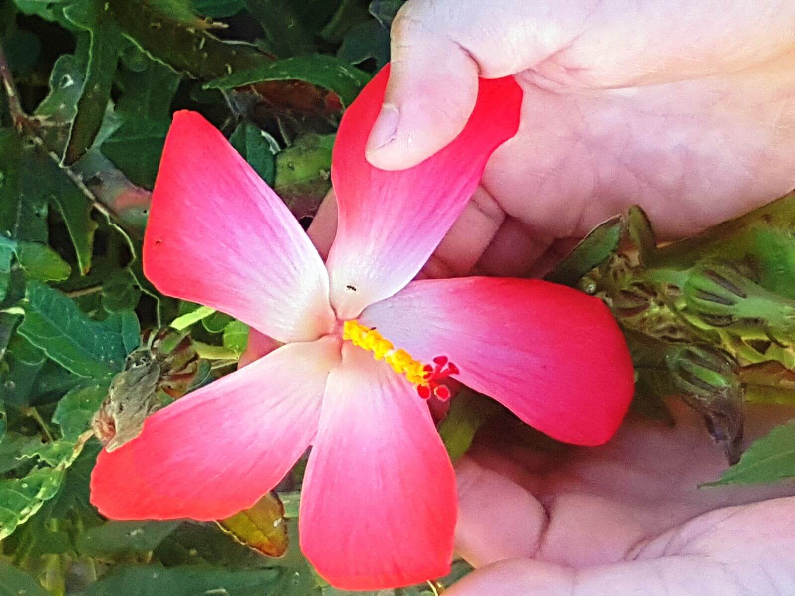 Hoa sâm mọc riêng lẻ ở nách lá, màu hồng hay nâu đỏ, có pha ít màu vàng
