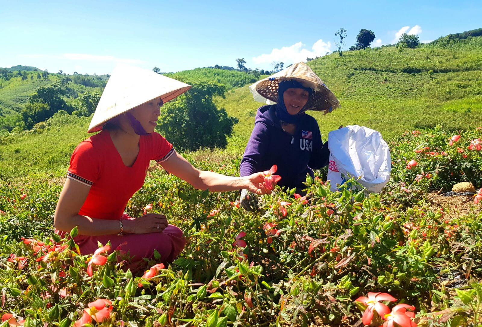 Quản lý vườn sâm hướng dẫn cách thu hái hoa đạt tiêu chuẩn