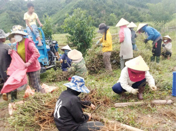 Đồng bào dân tộc thiểu số ở A Lưới thu hoạch sâm Bố Chính